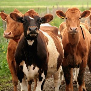 Saltsteinar og steinefni