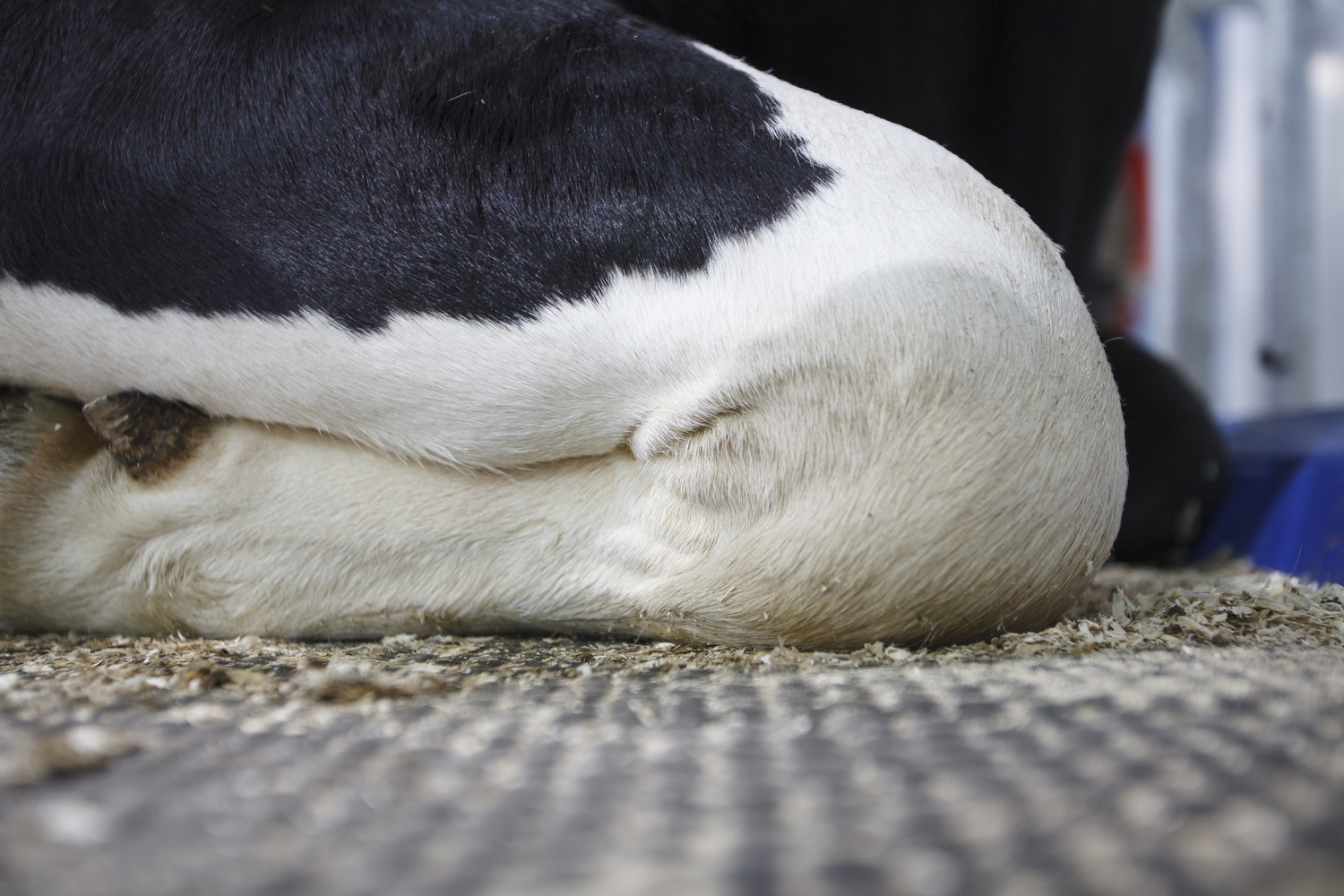 extra-Cow-mat-M40R-8462