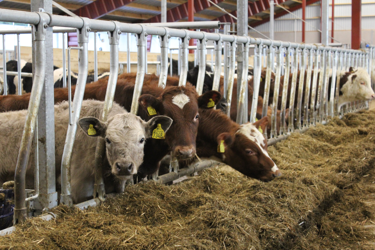 extra-DS bultad ätande ungdjur