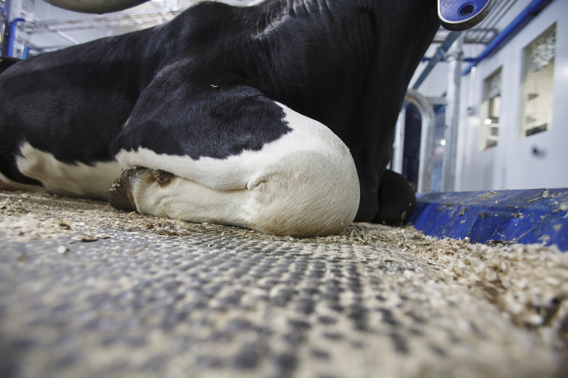 web-Cow-mat-M40R-8463